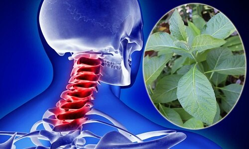 Chữa thoái hóa đốt sống cổ bằng cây mật gấu rất tốt