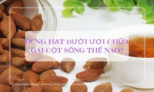 Trị gai cột sống bằng hạt đười ươi đem lại hiệu quả tốt